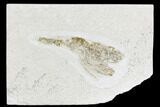 Jurassic, Fossil Shrimp - Solnhofen Limestone #108913-1